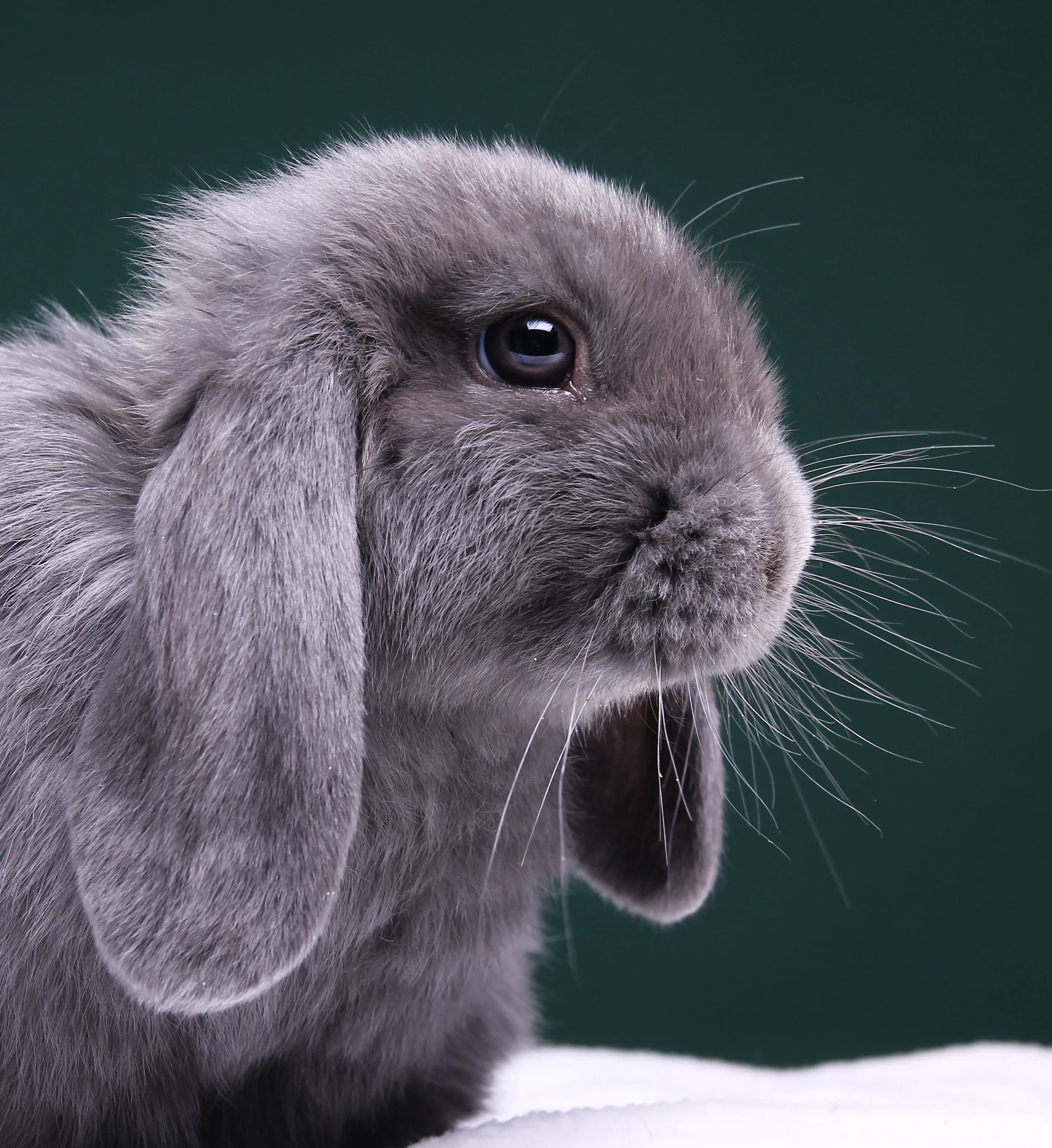 Holland Lop rabbit portrait