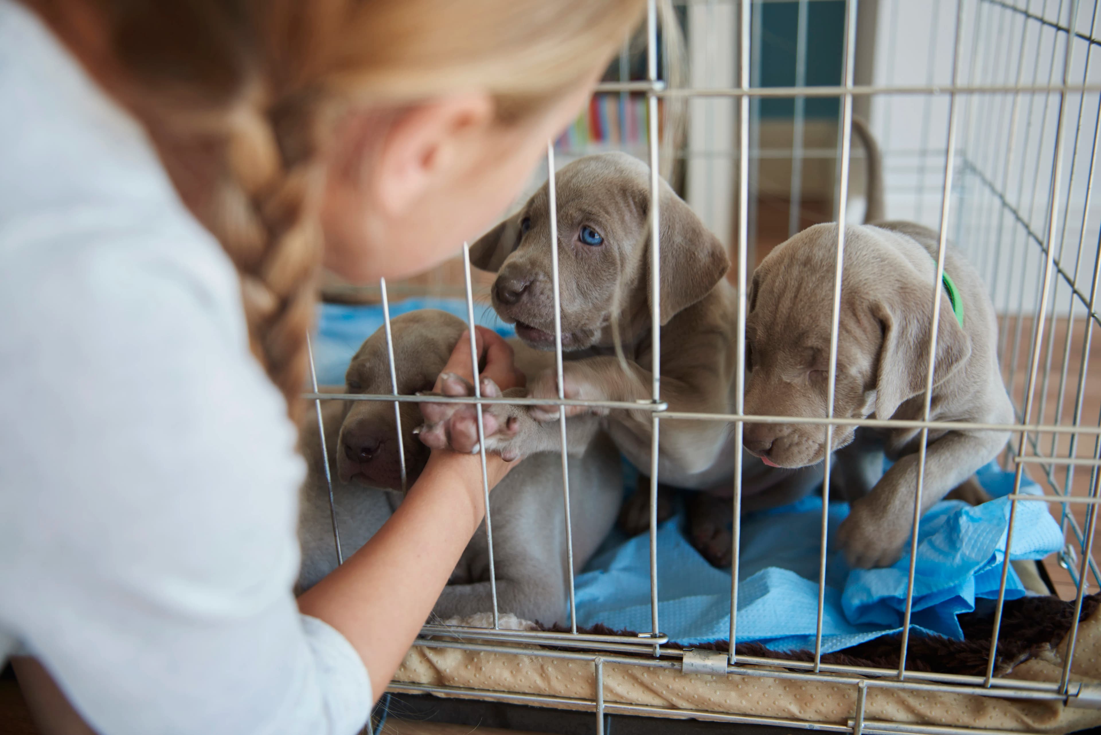 A person meeting and gently interacting with a young dog
