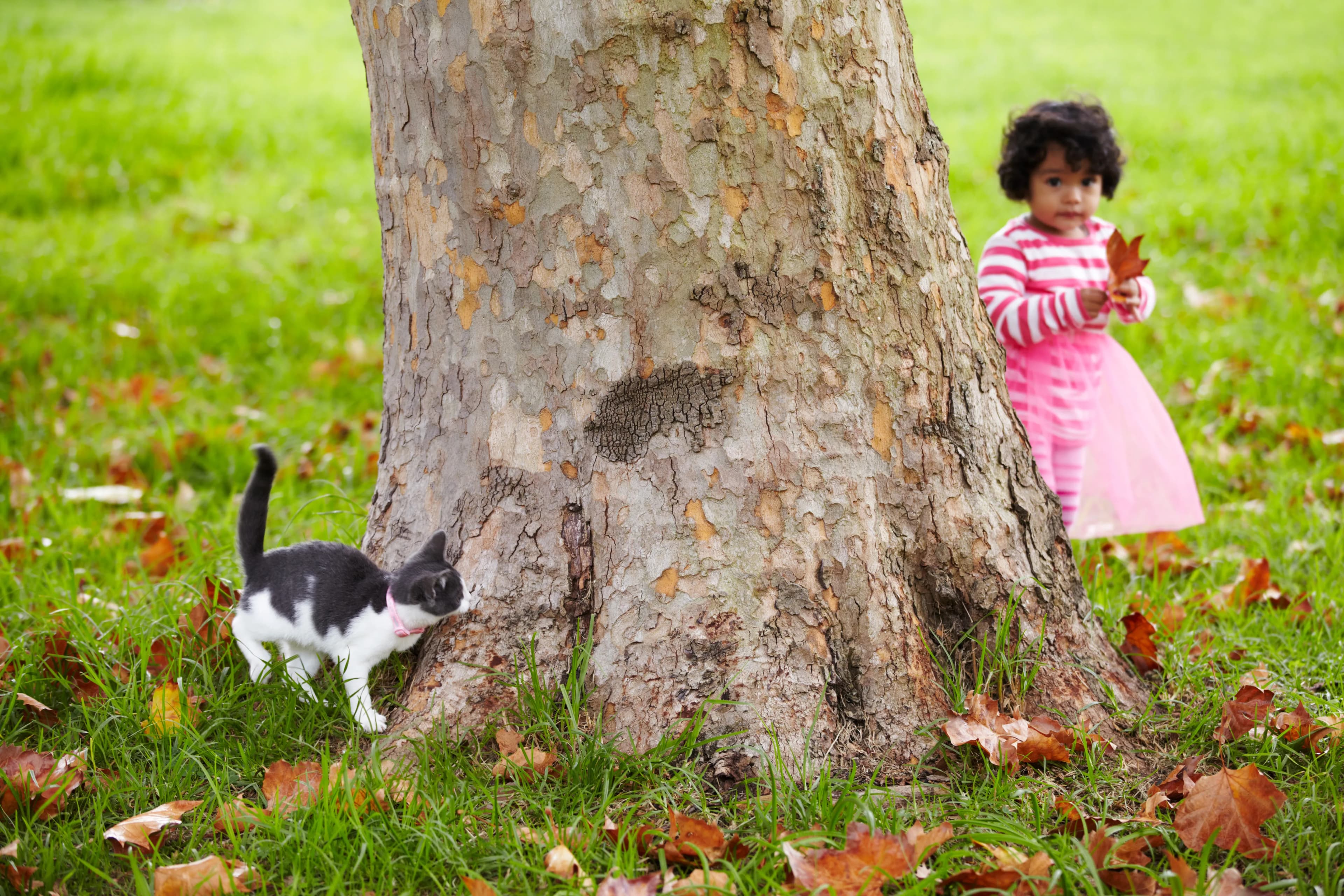 Child and kitten sharing the beginning of their story outdoors