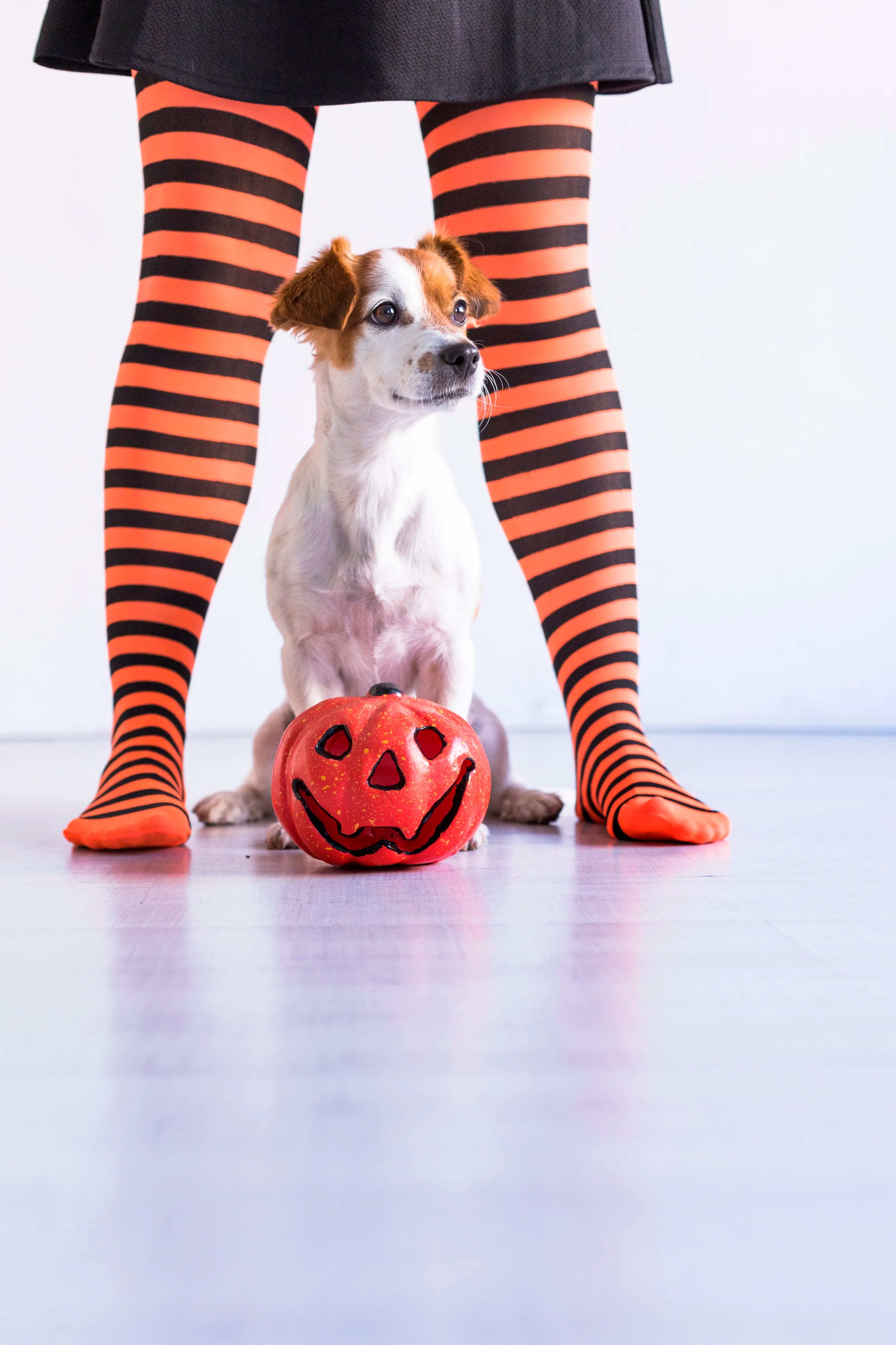 Playful dog enjoying an unexpected outdoor moment during a pet photography session