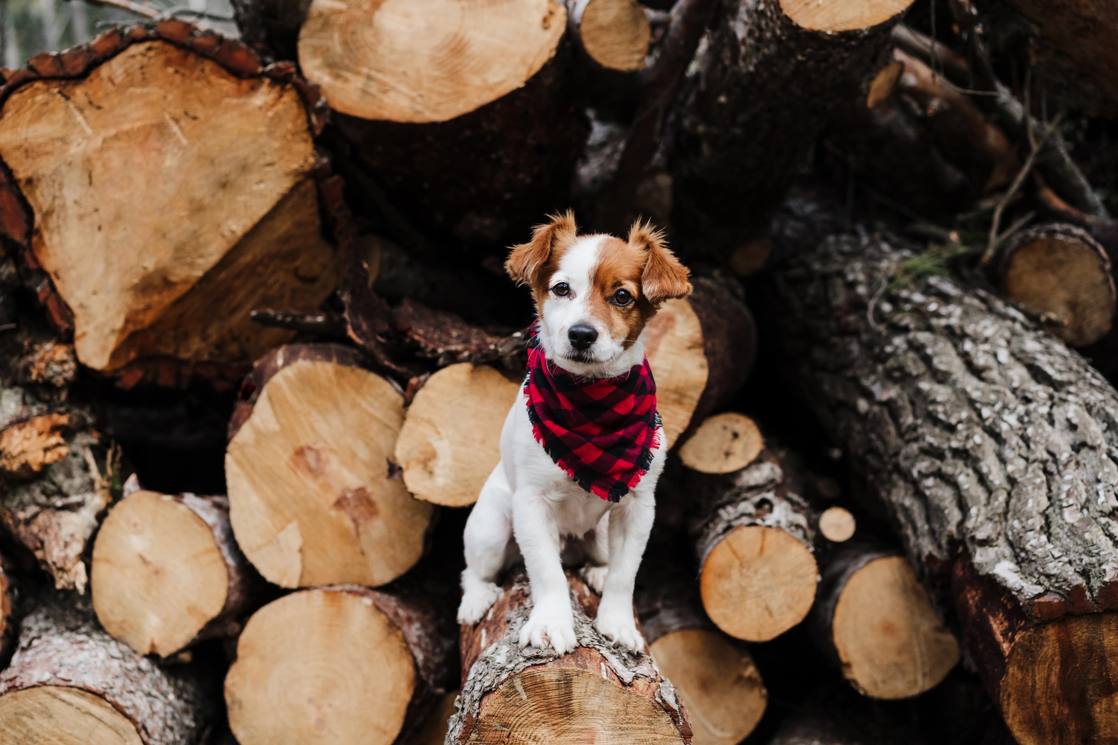 Dog wearing a plaid bandana standing among logs in a forest setting