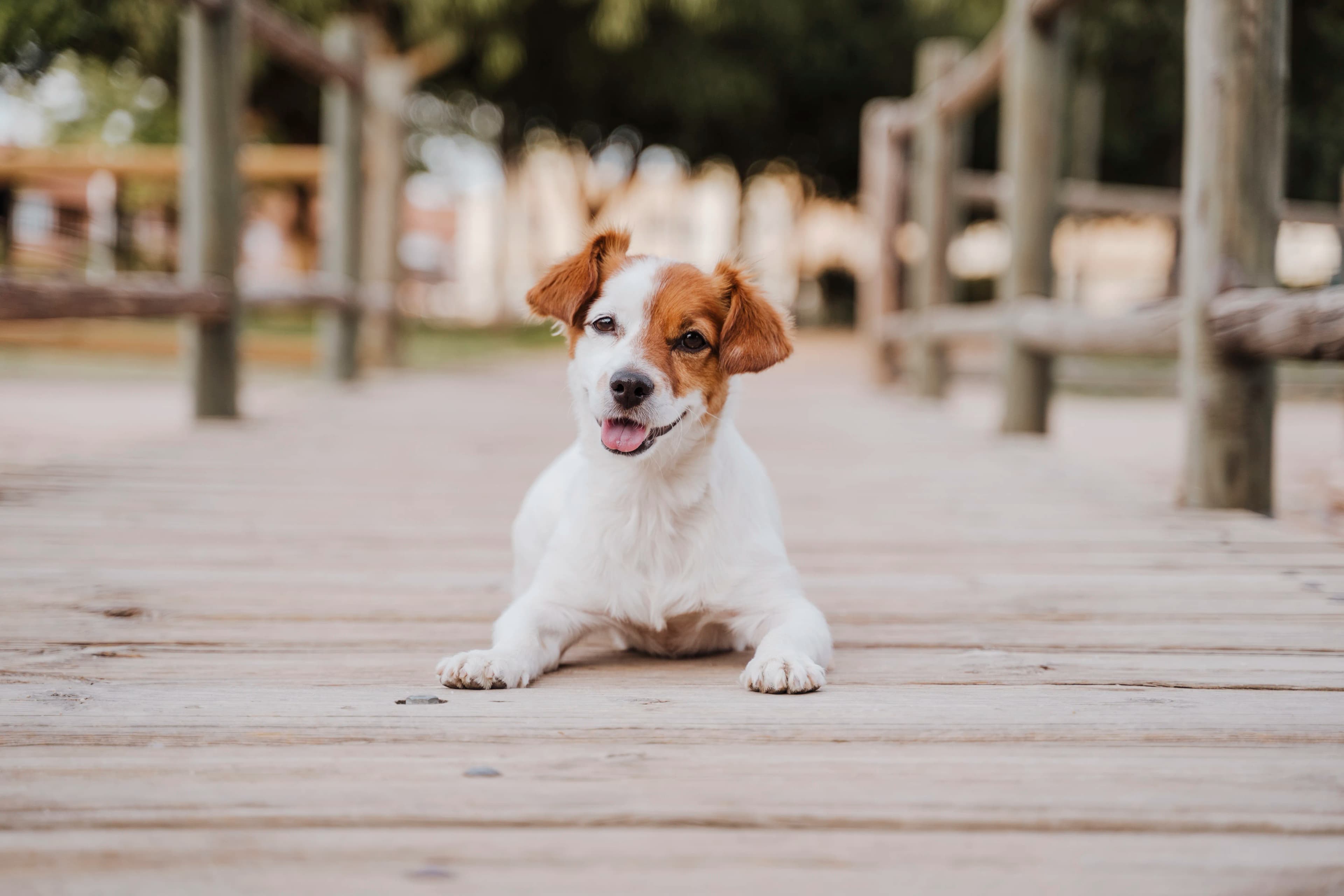 A beautifully captured pet portrait by PetLens