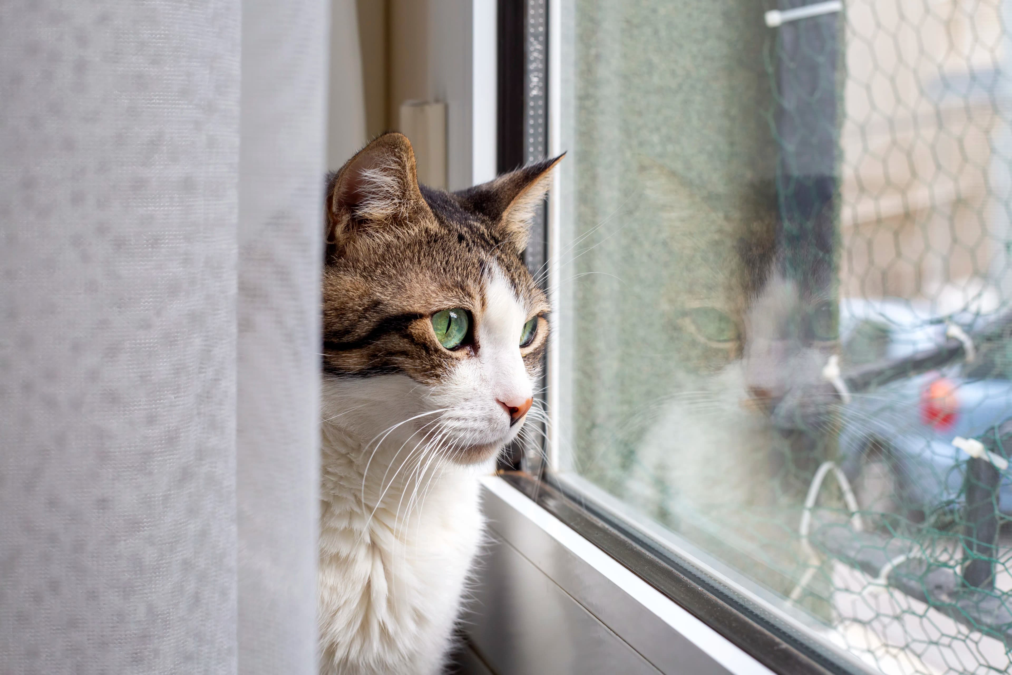 Pet facing soft natural window light