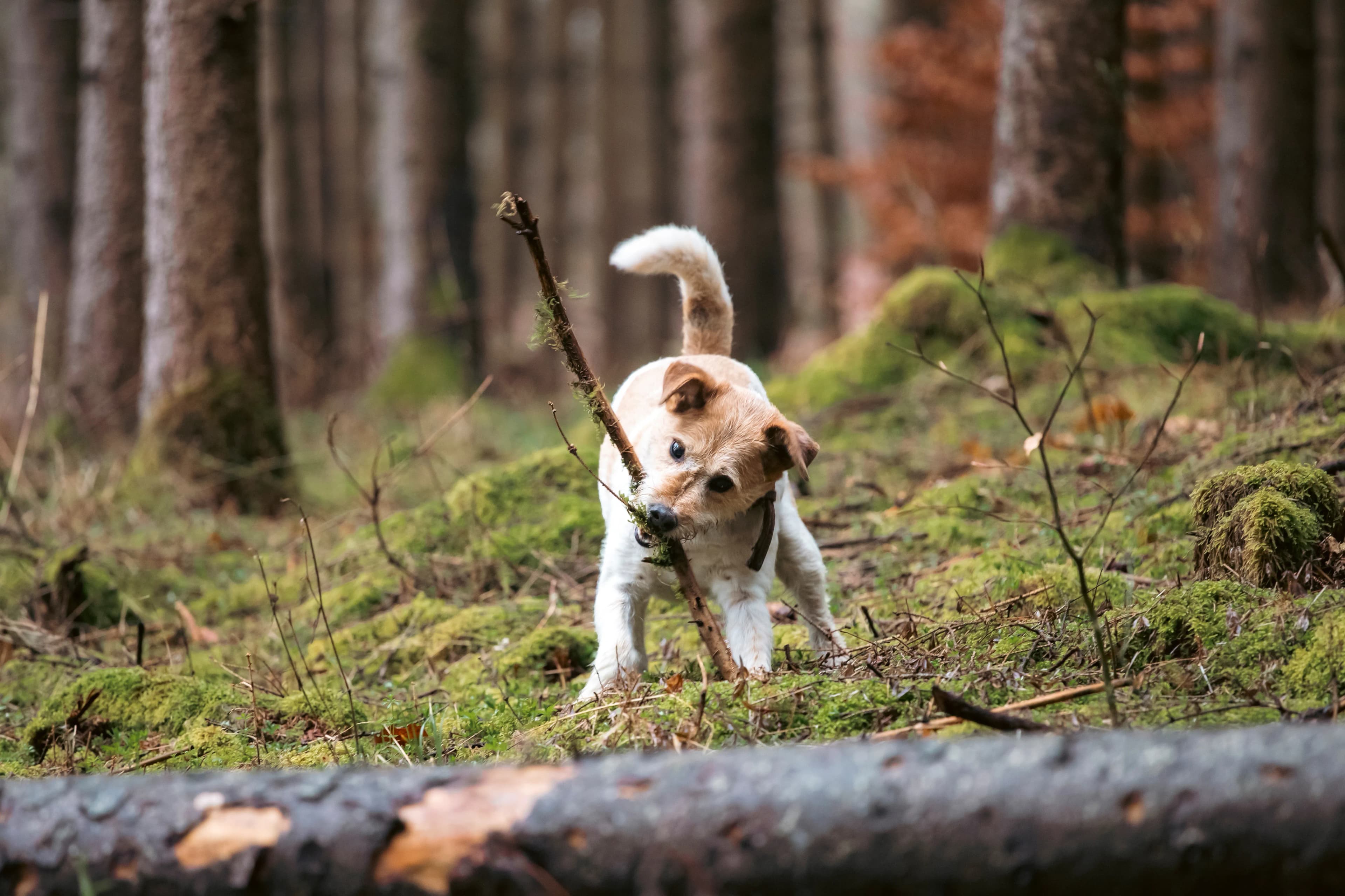 Pet being photographed naturally during everyday activity